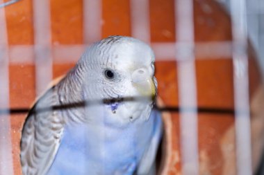 Kafeste Güzel Aşk Kuşu.