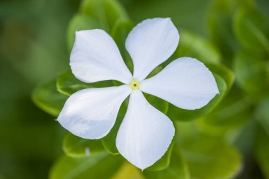 Yeşil arka planlı beyaz Periwinkle Çiçek. 