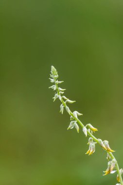 Yeşil Arka Plan ile Güzel Bir Kır Çiçekleri.