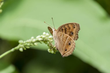 Çiçekte güzel bir Sarı Kelebek..
