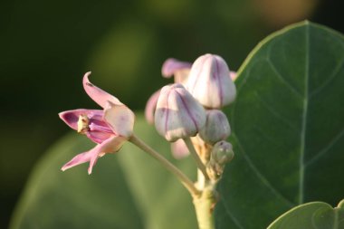 Blooming Crown Çiçek, Dev Milkweed, Calotropis gigantea, Dev Calotrope Çiçek