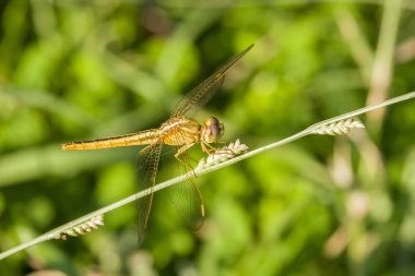 Yeşil Çimenlerin Üzerinde Duran Bir Yusufçuk..