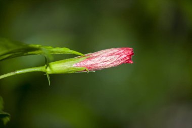 Bu bir Hibiscus schizopetalus Çiçek Topuz.