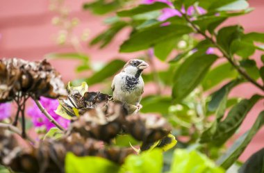 Ev serçesi Bird'ün ağaçtaki fotoğrafı..
