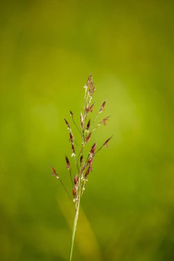 Bahçede çiçek açan Yeşil Arka Plan'lı Kır Çiçeği'nin fotoğrafı..