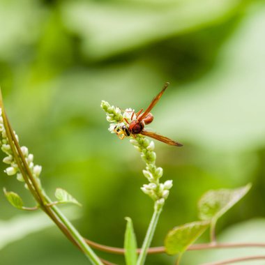 Vahşi Çiçek'teki Vimrul'un fotoğrafı..
