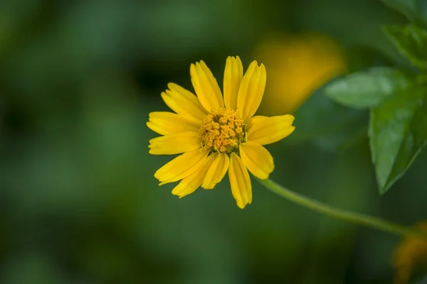 Floraison Fleur Marguerite Avec Fond Vert — Photo