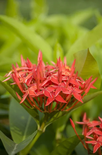 Zdjęcie Czerwonego Ixora Flower Ogrodzie — Zdjęcie stockowe