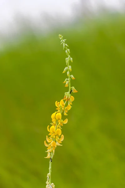 Est Une Belle Fleurs Sauvages Avec Fond Vert — Photo