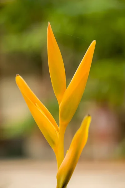 Heliconia Psittacorum Golden Torch Kwiat — Zdjęcie stockowe