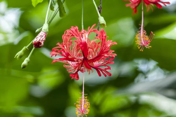 Piękne Czerwone Chiny Róża Kwiat Ogrodzie — Zdjęcie stockowe