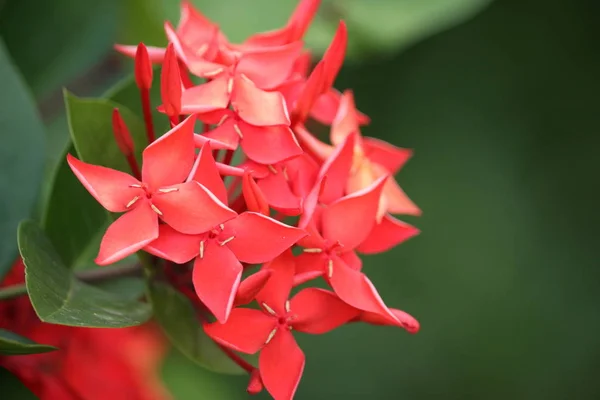 Zdjęcie Czerwonego Ixora Flower Ogrodzie — Zdjęcie stockowe