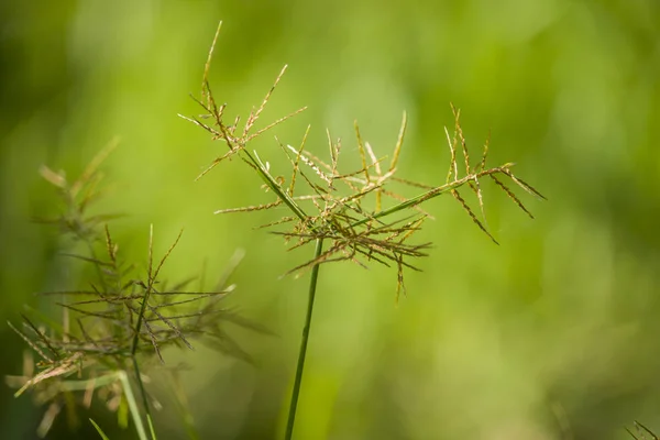 Est Une Photo Fleurs Sauvages Avec Fond Vert Fleurissant Dans — Photo