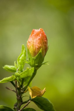 Çiçek açan Hibiscus çiçeği tomurcuğu