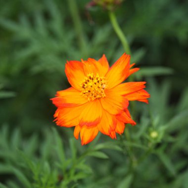 Bahçede çiçek açan Bahçe Kozmosu