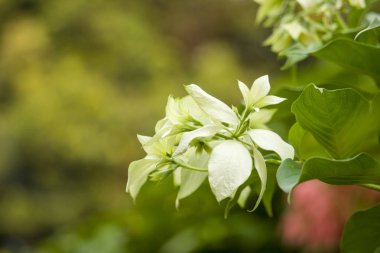 Küçük Beyaz Çiçek Çayırı