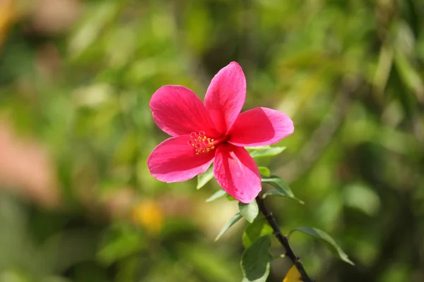 Czerwony Hibiscus Kwiat Kwitnący Ogrodzie — Zdjęcie stockowe