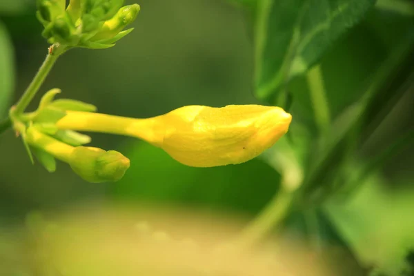 Yellow Wild Flower Bud — Stock Photo, Image