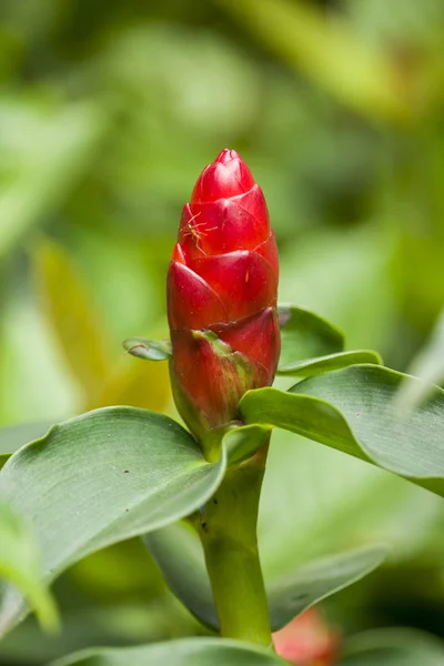 Cyngiber Zerumbet Kwiat Ogrodzie — Zdjęcie stockowe