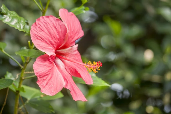 Czerwony Hibiscus Kwiat Kwitnący Ogrodzie — Zdjęcie stockowe