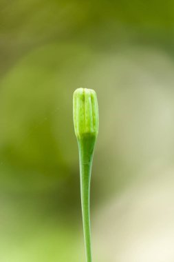 Bahçedeki Marigold Çiçeği Bud