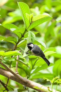 Kömür Memeli Kuş ağaçta
