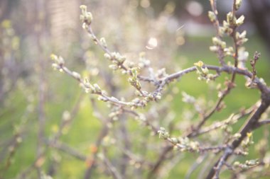 ağaç ve güneş dalları