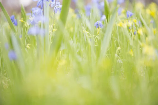 Wildblumen Auf Der Wiese — Stockfoto