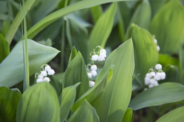 Güzel bahar, vadinin narin zambağı.