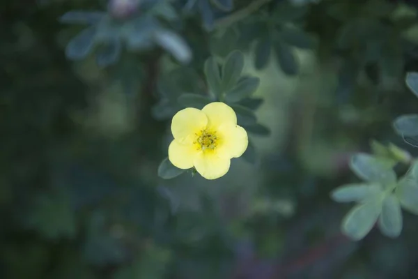 Beautiful Yellow Flower Green — Stock Photo, Image