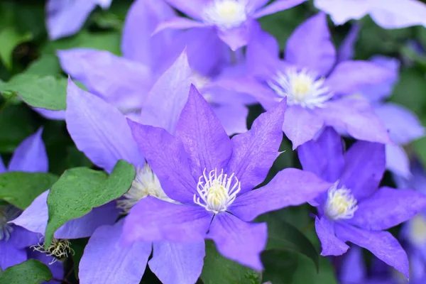 Purple Flowers Flores Violetas — Stock Photo, Image