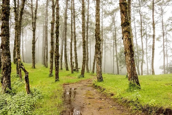 Miután Eső Köd Park Erdő — Stock Fotó