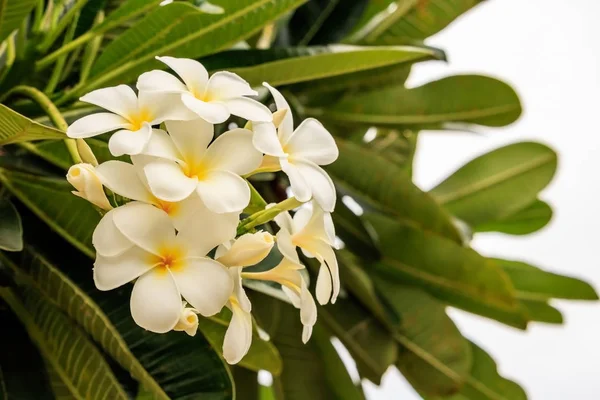 Plumeria veya Frangipani çiçek ve beyaz gökyüzü.
