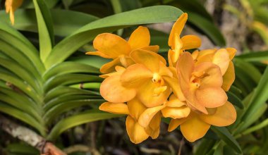 Vanda orkide bakliyat bahçede sarı hızla
