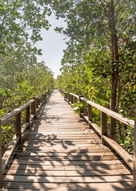 Parlak güneş ışığı altında doğal orman yolu