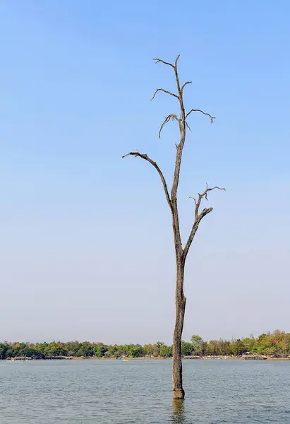 Kuru ölü ağaçlar