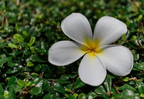 Beyaz plumeria çiçek