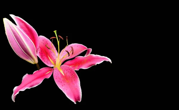 pembe lily çiçek