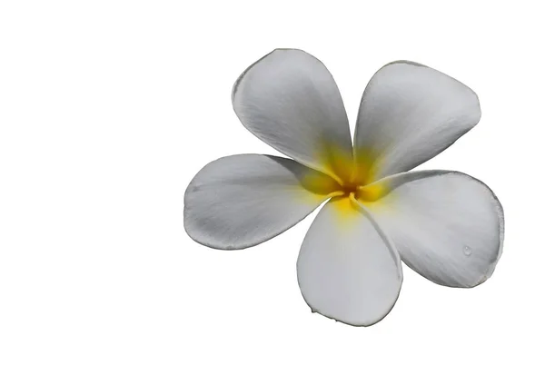 Beyaz plumeria çiçek