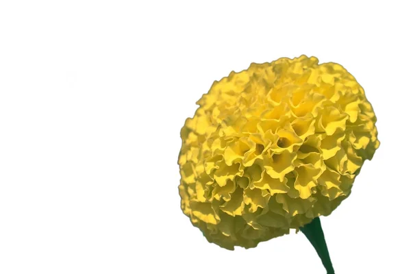 Gele Goudsbloem bloem — Stockfoto