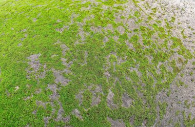 Kayaların üzerinde yosun