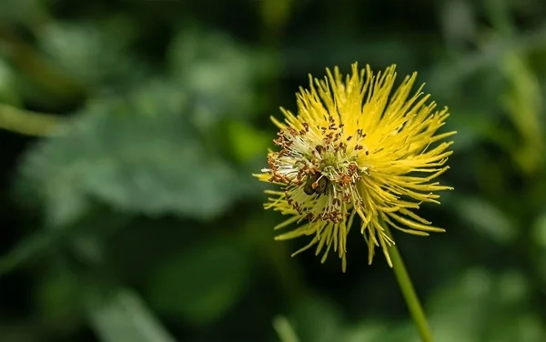Yellow mimosa flower — Stock Photo, Image