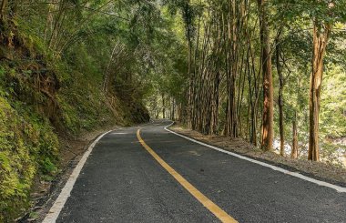 yollar ve gölgeler ağaçlar