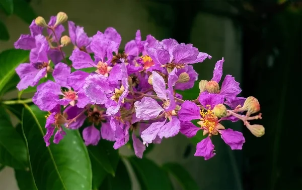Mor kırlangıç çiçeğinin güzel renkleri (lagerstroemia çiçeği))