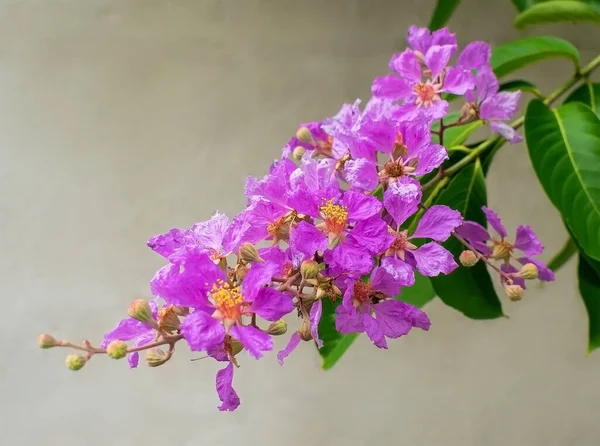 Mor kırlangıç çiçeğinin güzel renkleri (lagerstroemia çiçeği))