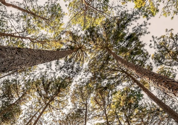 Uma Imagem Folhas Pinho Caules Com Sol Brilhando Topo — Fotografia de Stock