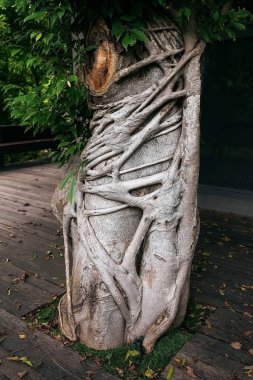 Ağaç ve köklerin ayrıntılı arkaplan resmi.