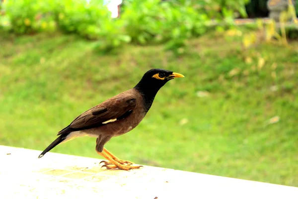 Voie Réservée Aux Oiseaux Assis Sur Balcon — Photo