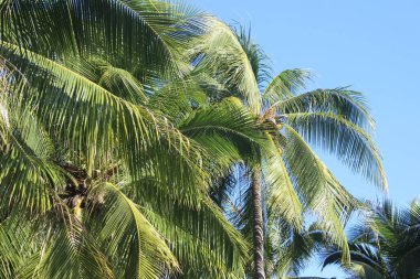 Asya Çin Hainan Sanya
