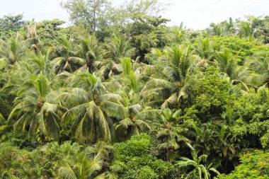 Asya Çin Hainan Sanya